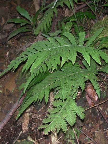 Christella dentata (Forsk.) Brownsey & Jermy resmi