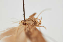 Слика од Phthorimaea