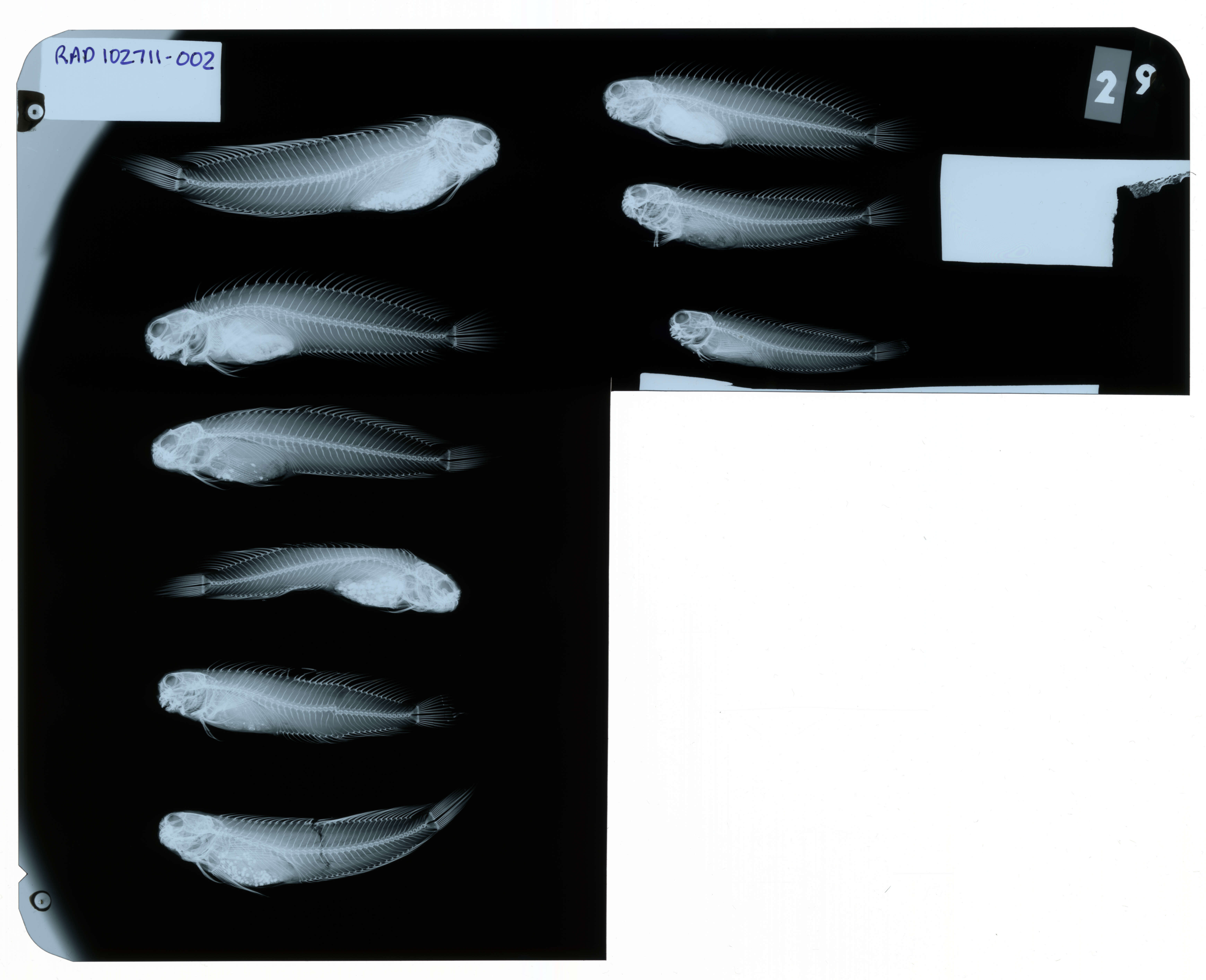 Image of Istiblennius edentulus (Forster & Schneider 1801)