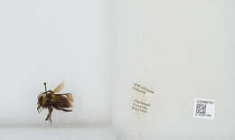 Image of Bombus robustus Smith 1854