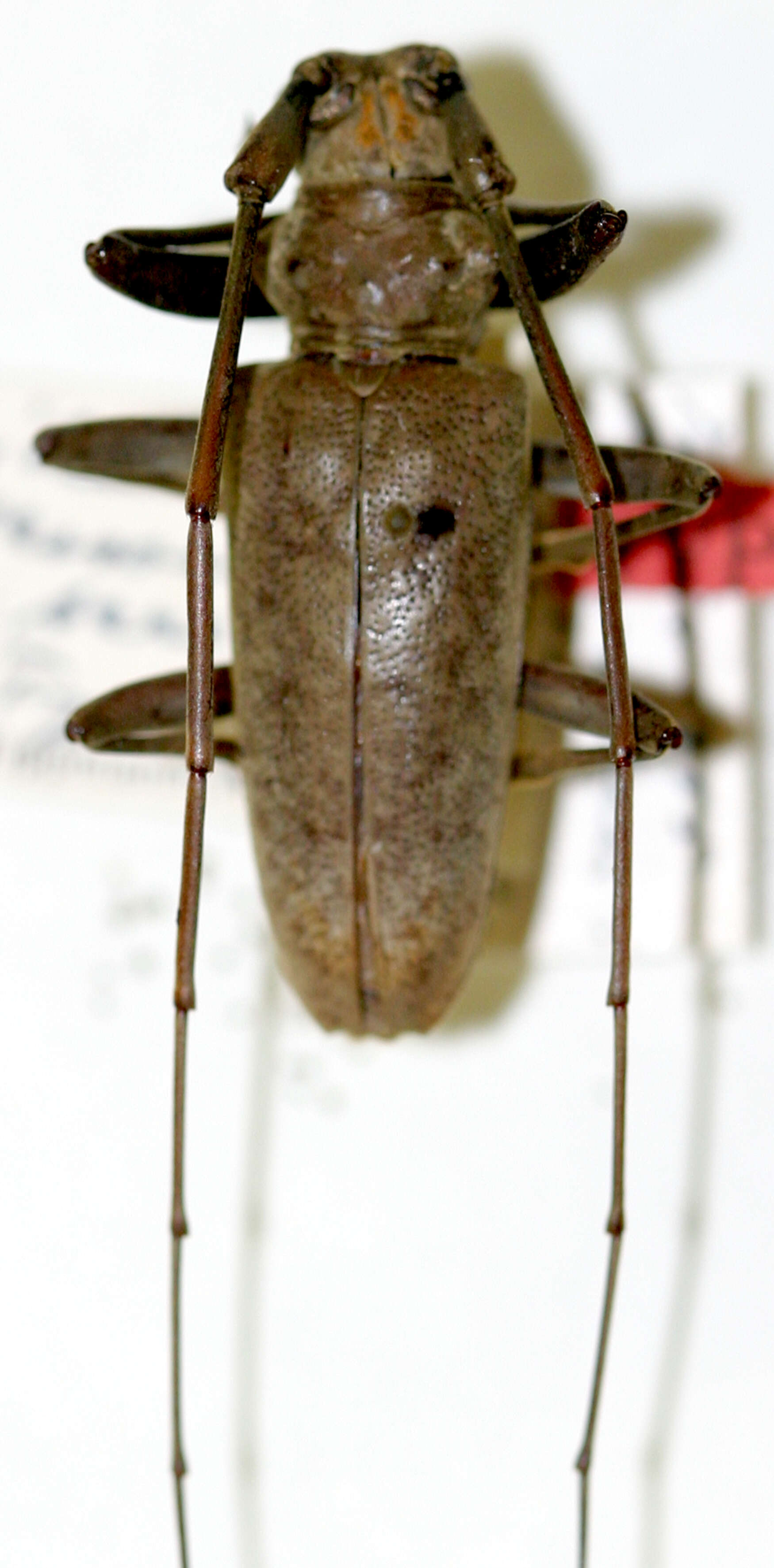 Image of Acalolepta sericeiceps (Kriesche 1936)