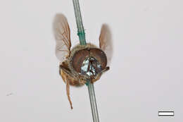 Слика од Chrysogaster stigmatus Williston