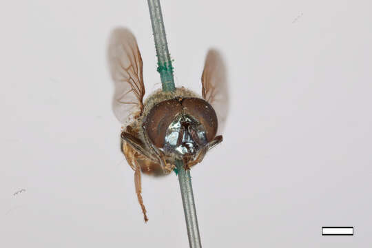 Image of Chrysogaster stigmatus Williston