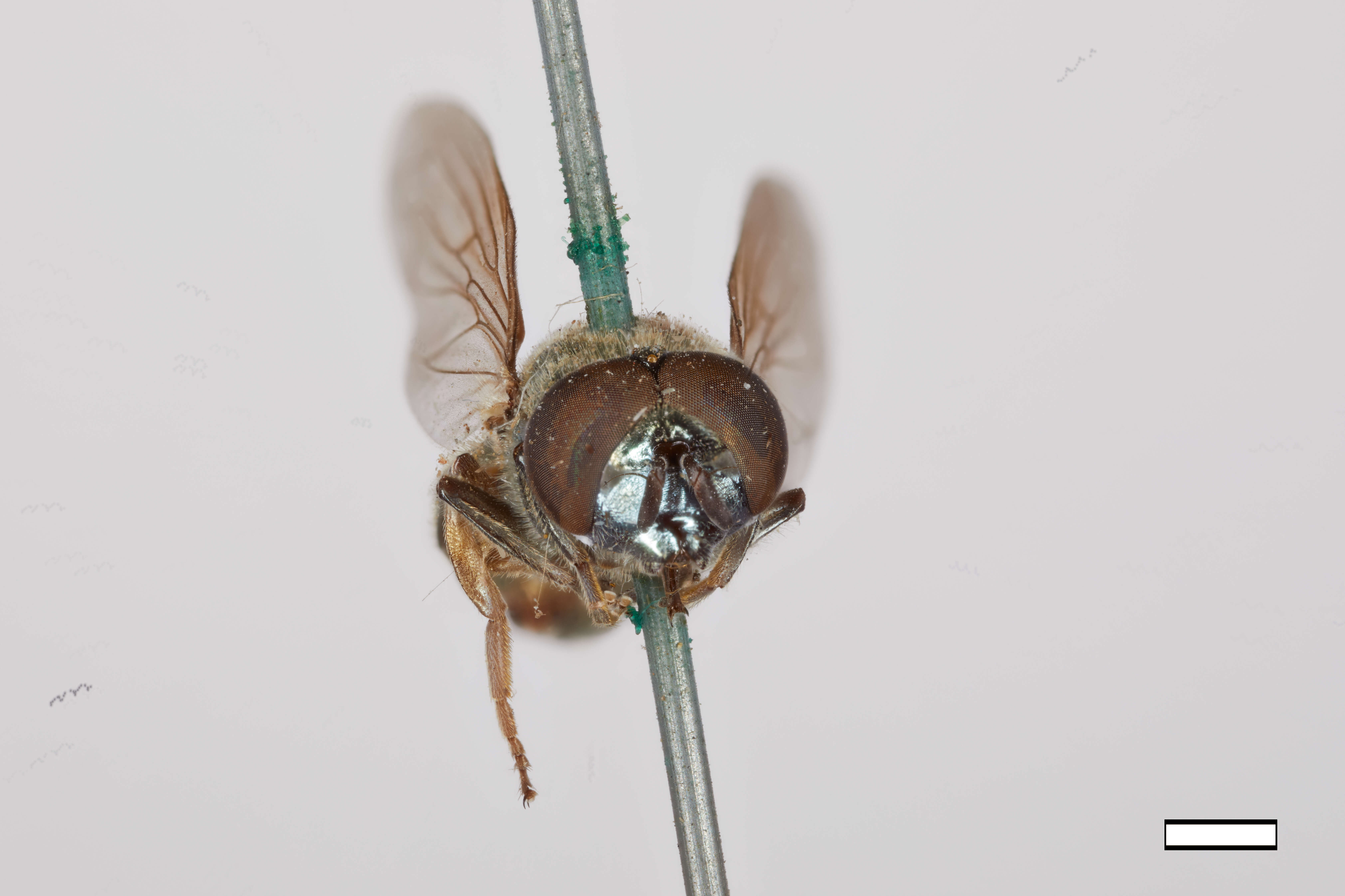 Image of Chrysogaster stigmatus Williston