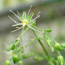 صورة Schiedea menziesii Hook.