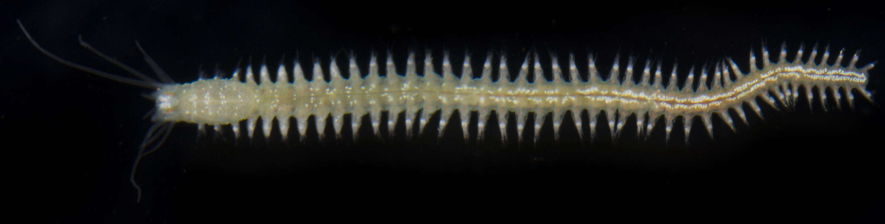 Image of Dumeril's clam worm