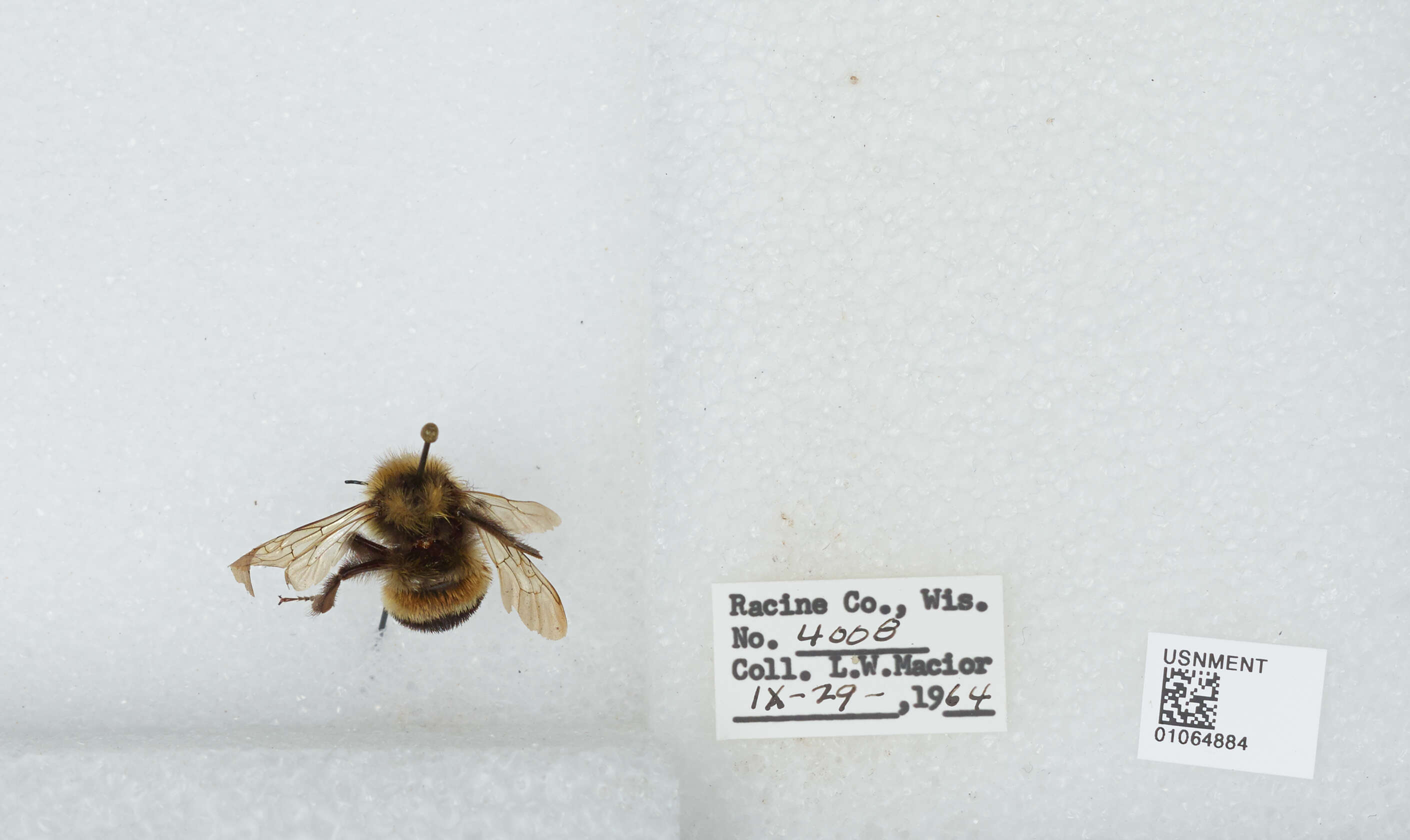 Слика од Bombus affinis Cresson 1864