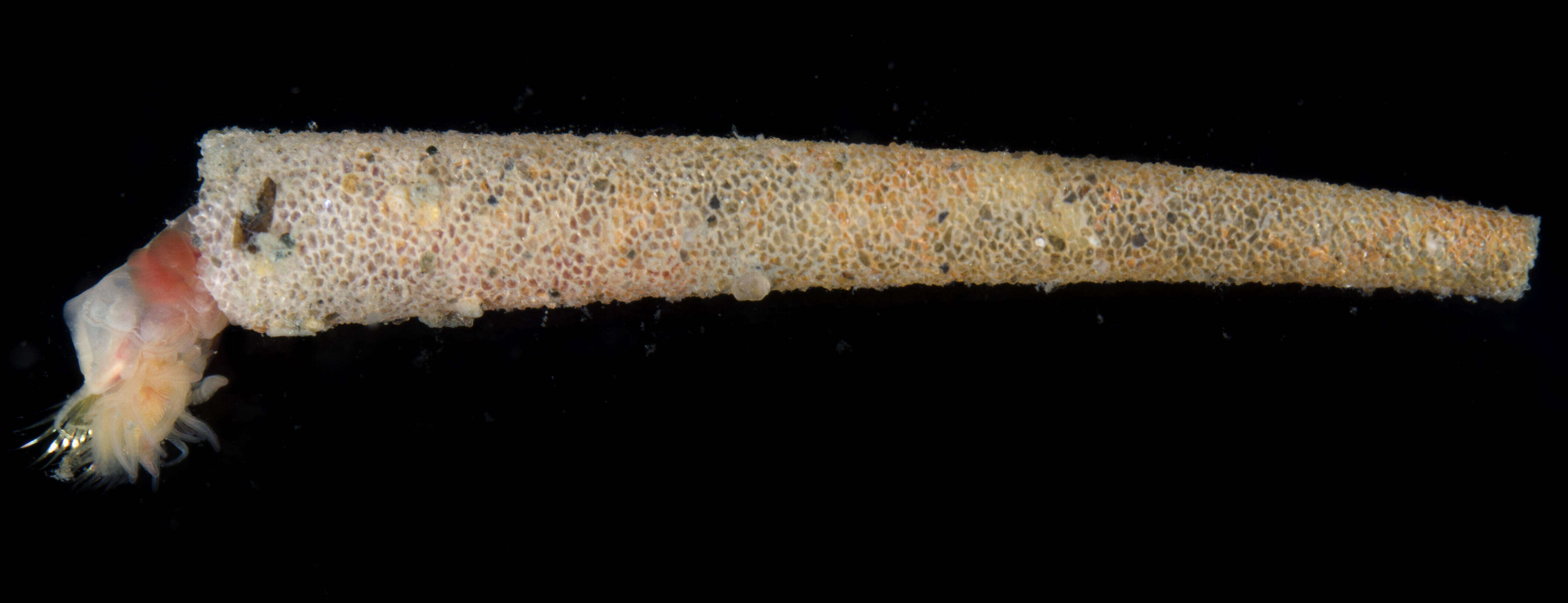 Image of ice cream cone worm