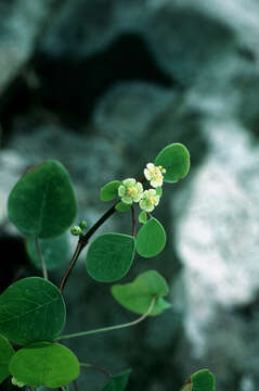 Image of manchineel berry