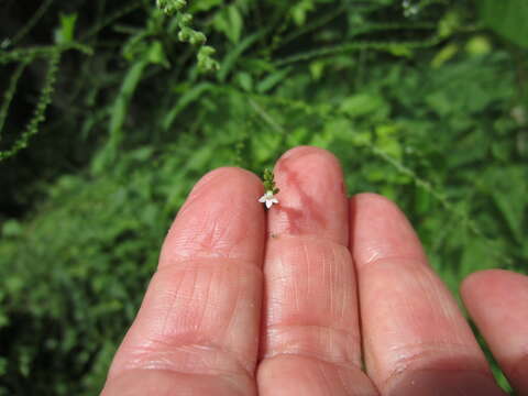 Image of white vervain