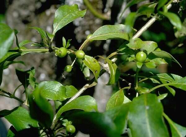 Image de Coprosma foliosa A. Gray