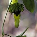 Plancia ëd Aristolochia surinamensis Willd.