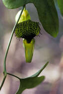 Image of Aristolochia surinamensis Willd.