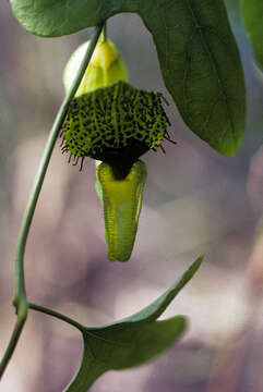 Image de Aristolochia surinamensis Willd.