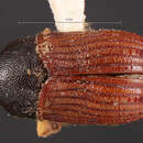 Image of Phloeosinus squamosus Schedl 1942