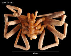 Image of Ammothea striata (Möbius 1902)