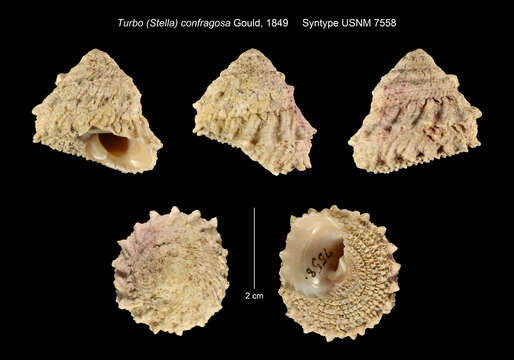 Image de Astralium confragosum (Gould 1849)