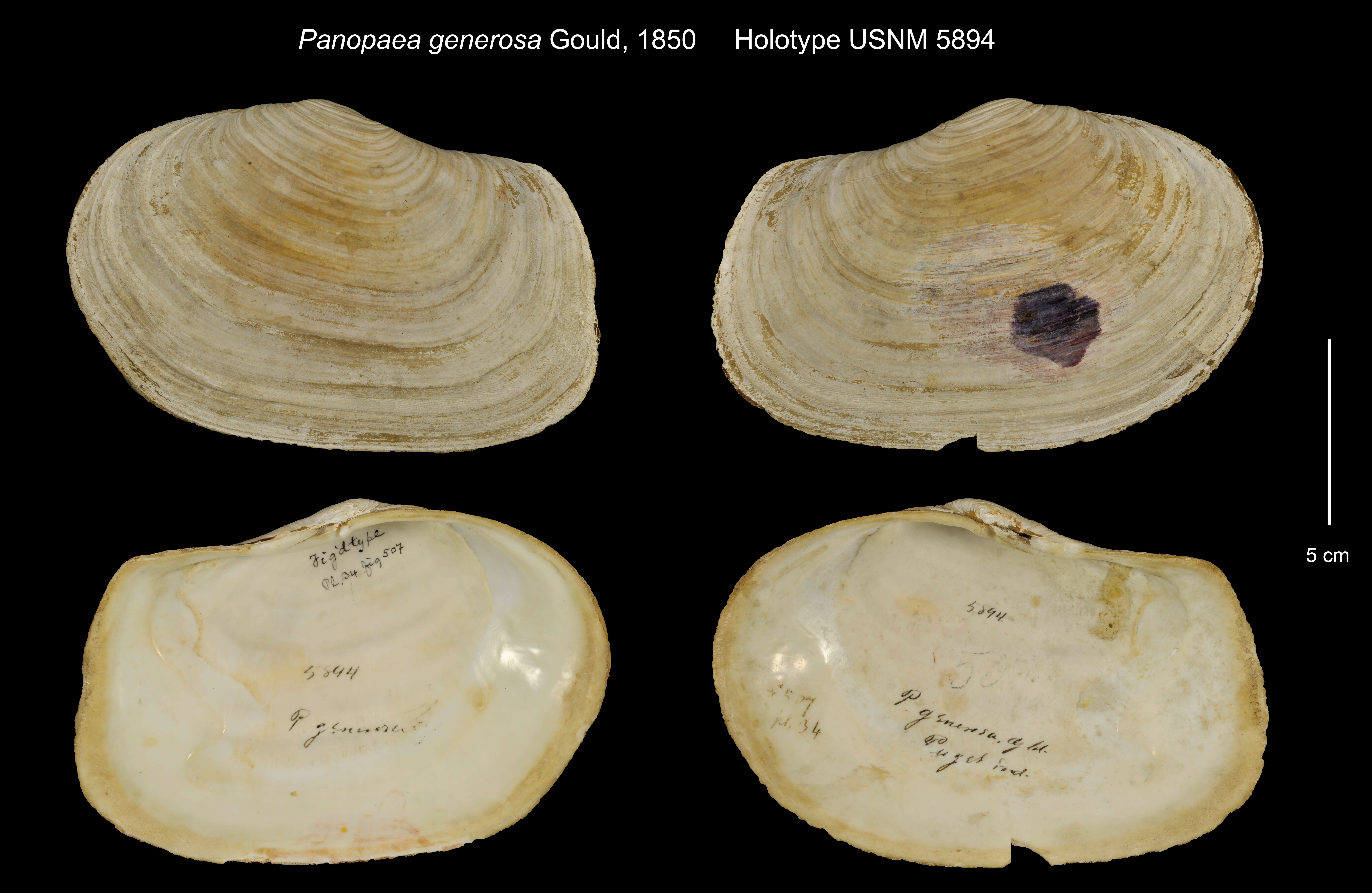 Image of Panopaea generosa Gould