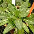 Image of Oenothera macrosceles A. Gray