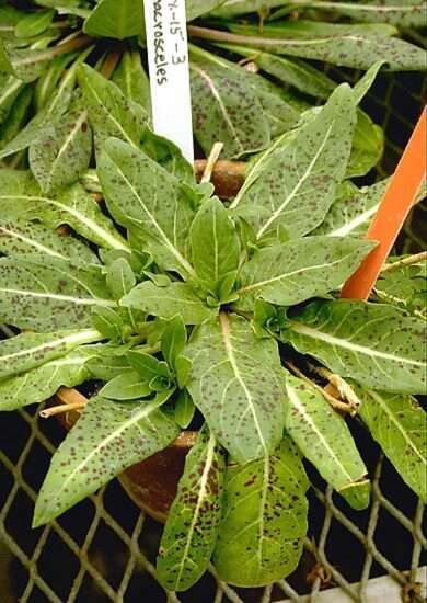 Oenothera macrosceles A. Gray的圖片