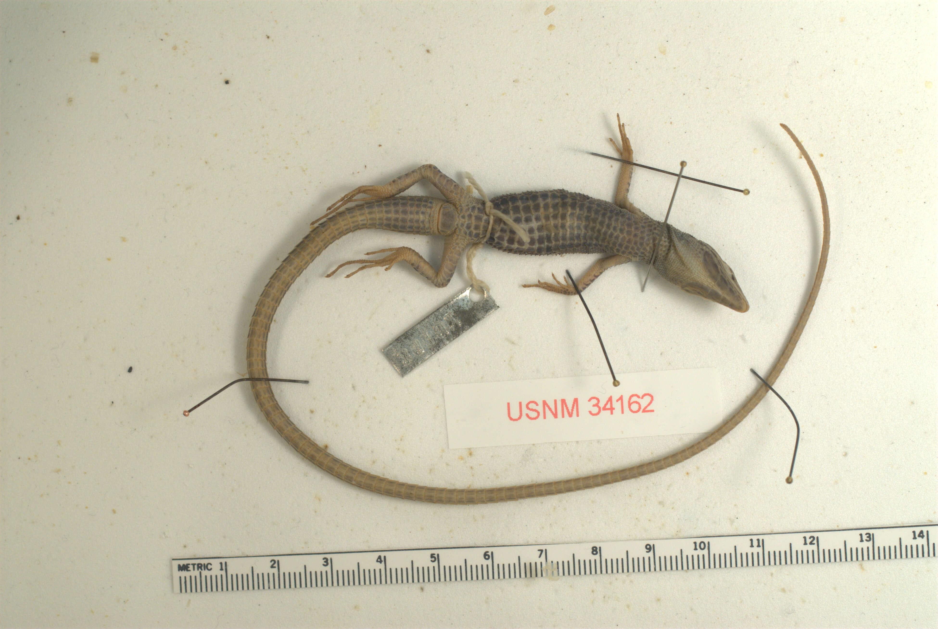 Image of Sakishima grass lizard