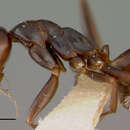 Image of Melophorus insularis Wheeler 1934