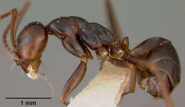 Image of Melophorus insularis Wheeler 1934