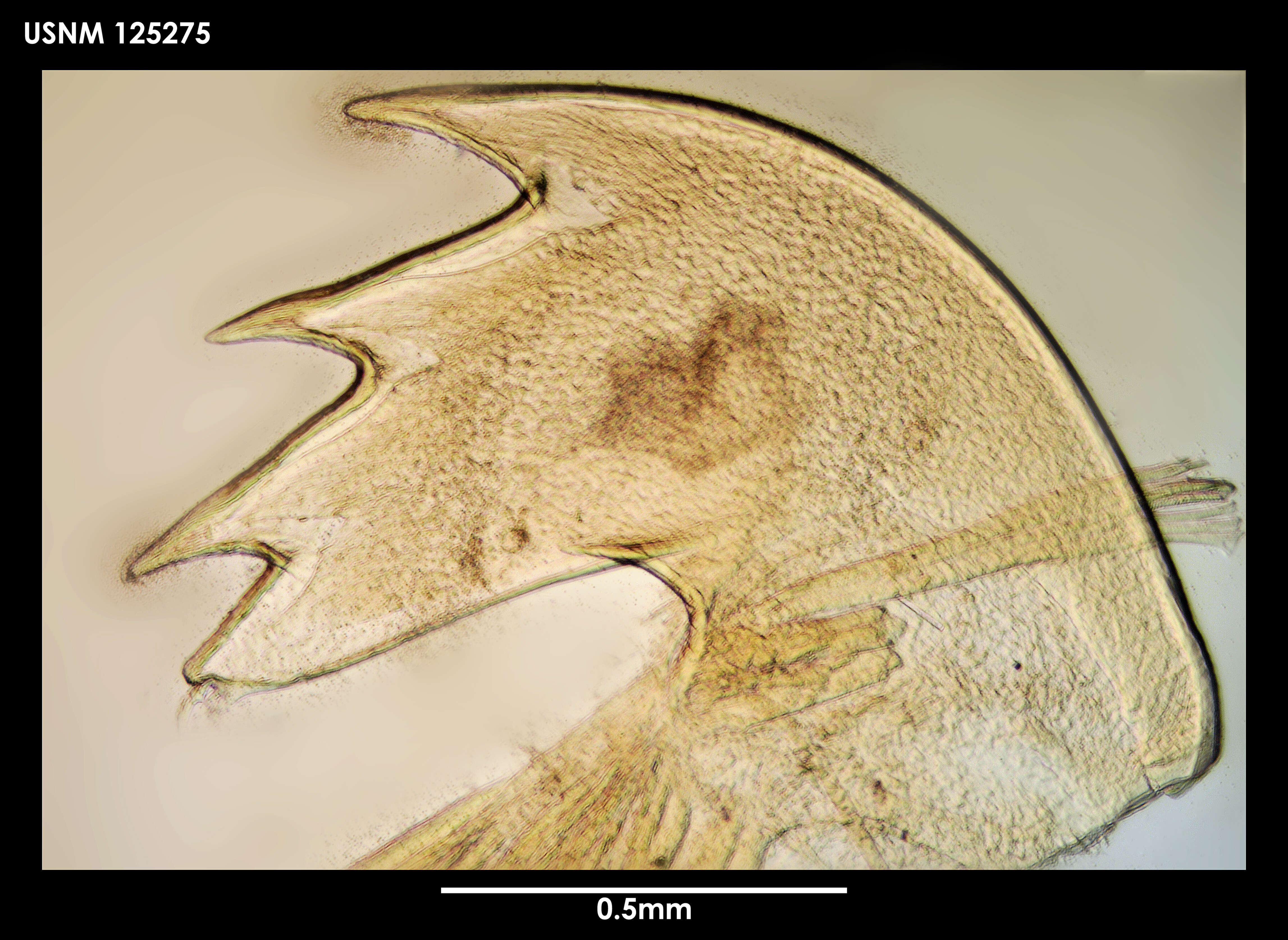 Image of Gymnoscalpellum tarasovi Newman & Ross 1971