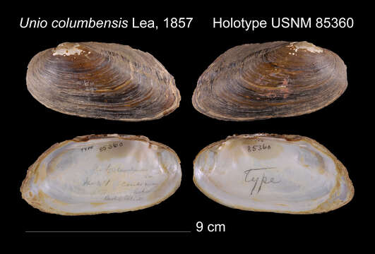 Uniomerus columbensis (I. Lea 1857)的圖片