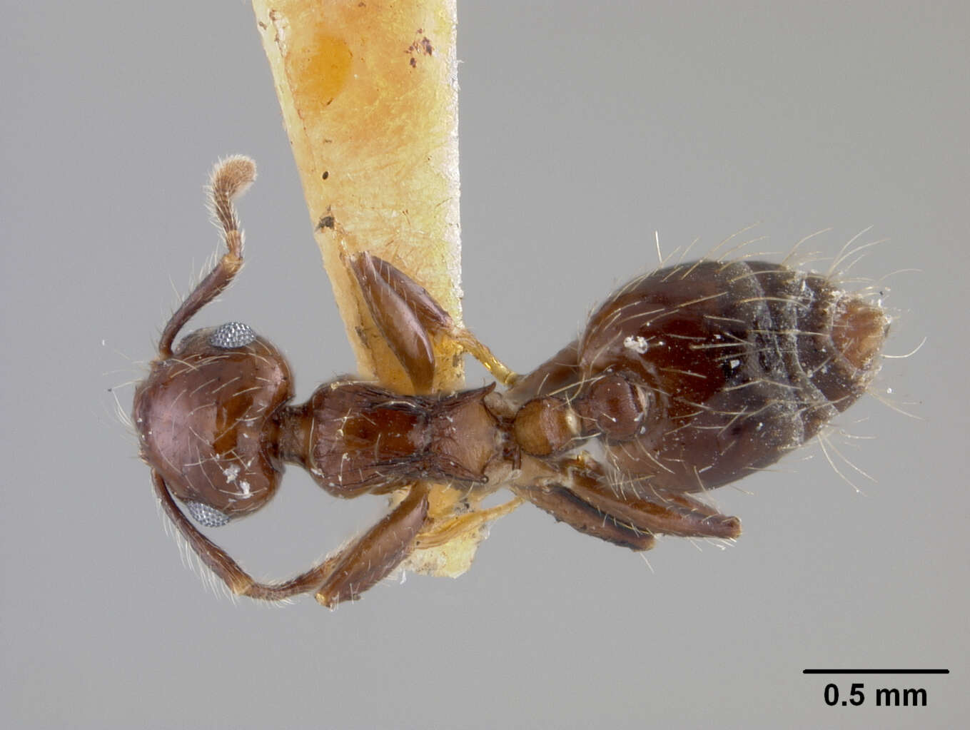 Image of Crematogaster sumichrasti maya Wheeler 1936