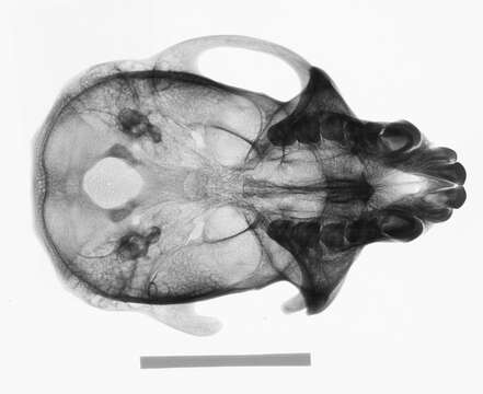 Слика од Macaca cyclopis (Swinhoe 1863)