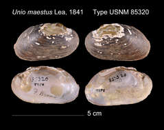 Image of <i>Unio maestus</i> Lea