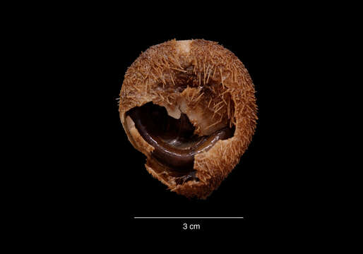Image of <i>Tripylus cordatus</i> (Koehler (1912))