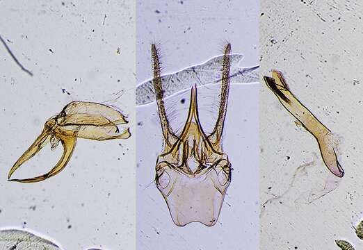 Image de <i>Chilo truncatellus</i> Schaus