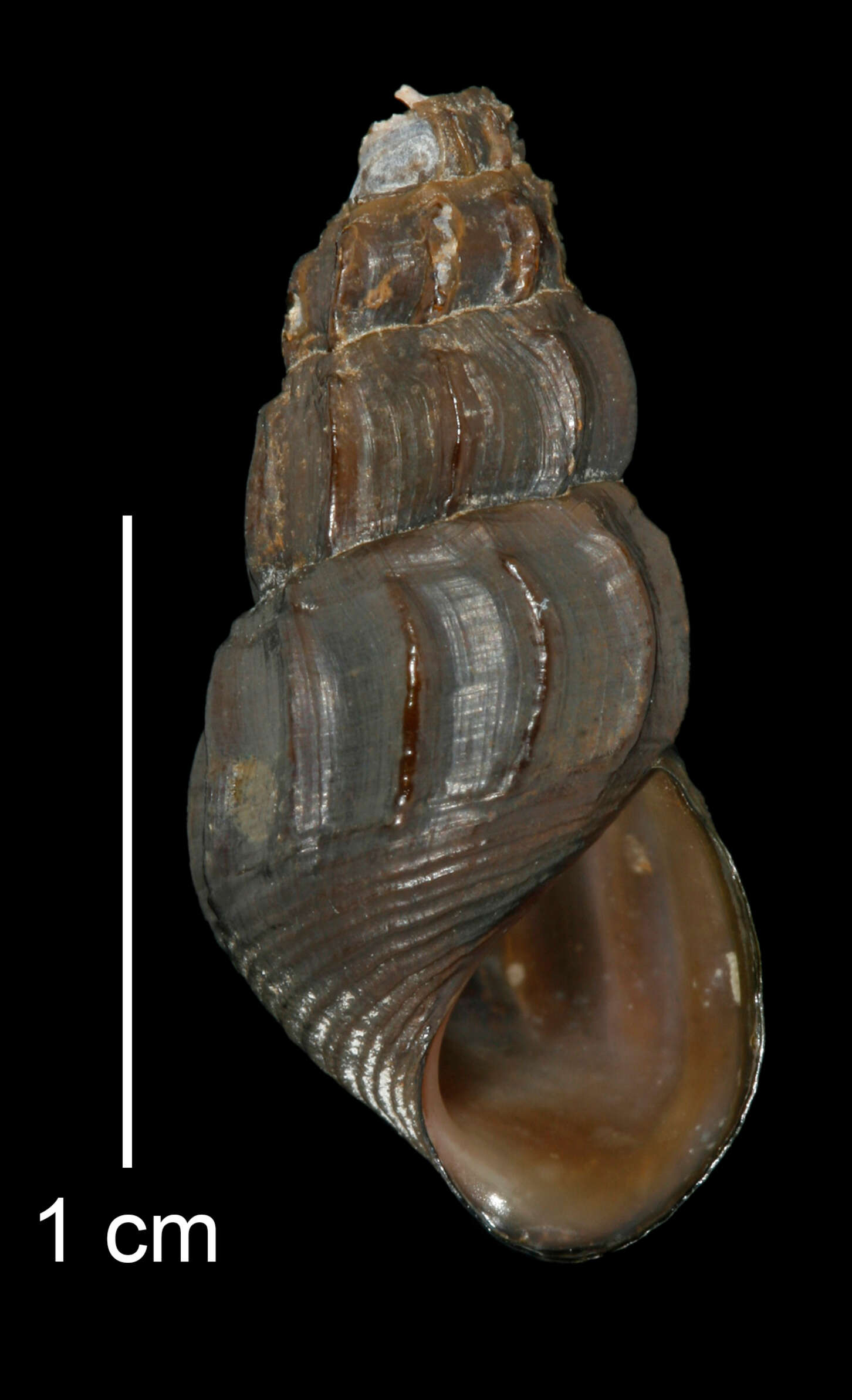 Image of Juga plicifera (I. Lea 1838)