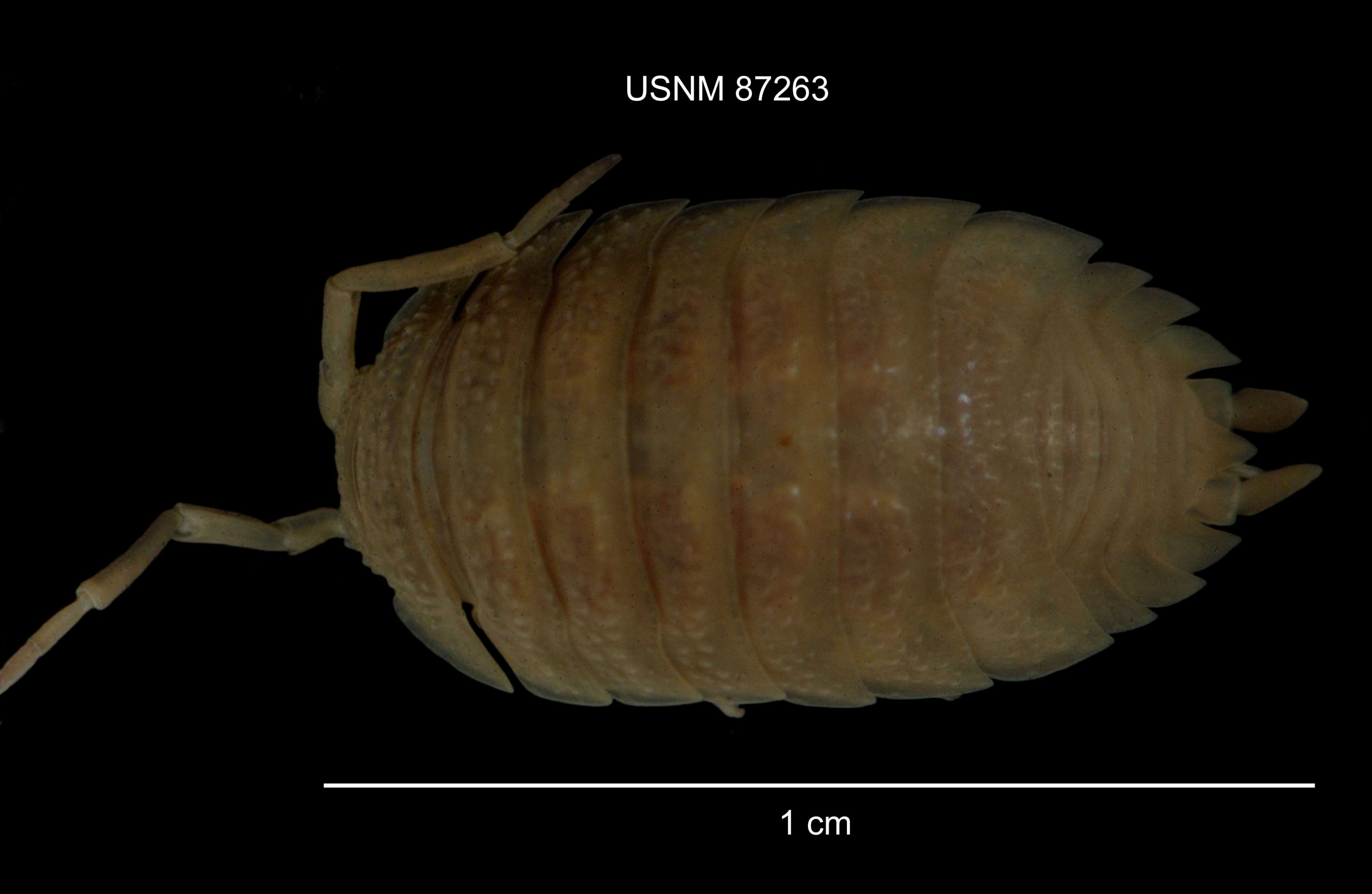 Image of common rough woodlouse