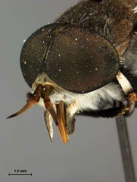 صورة Tabanus albocirculus Hine 1907