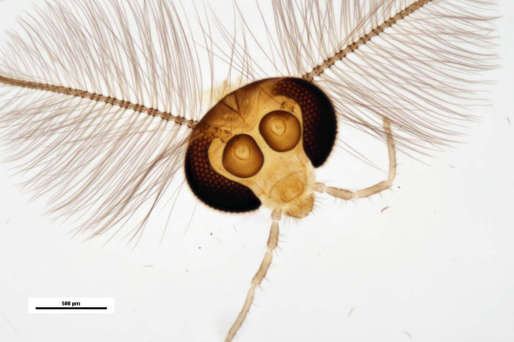 Imagem de Petalocladius setosus Sublette & Wirth 1972