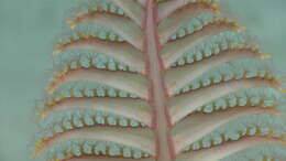 Image of Pennatula Linnaeus 1758