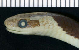 Image of Blanford's Bridal Snake