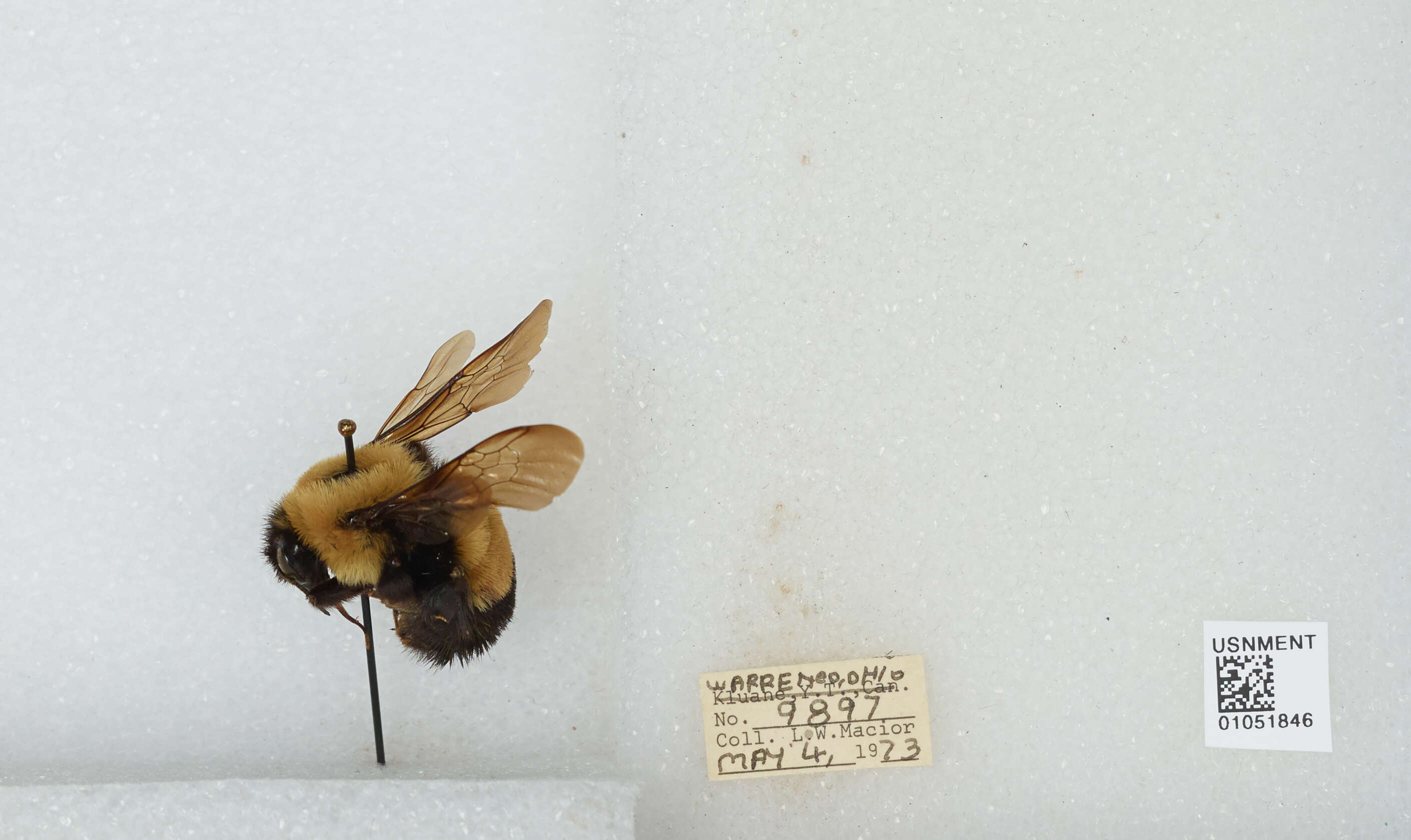 Слика од Bombus affinis Cresson 1864