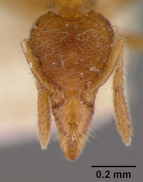 Image of Strumigenys clypeata