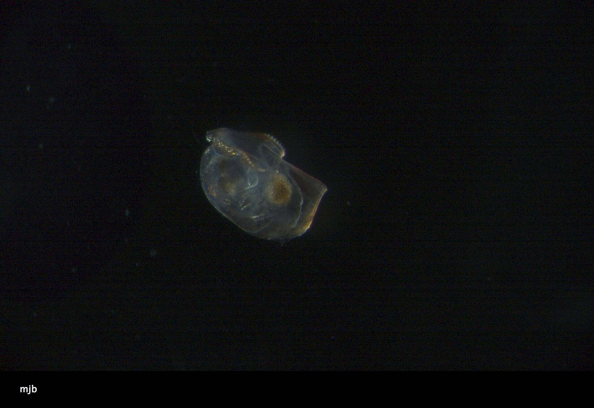 Image of Halocyprididae