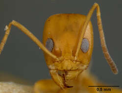 Image de Dorymyrmex pyramicus peruvianus Wheeler 1919