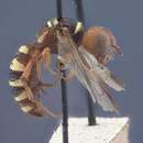 Image of Eucerceris pimarum Cockerell & Rohwer 1908
