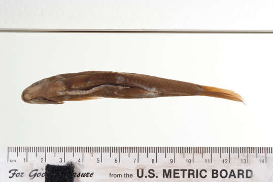 Image of Henicorhynchus lobatus Smith 1945