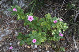 Image of Madagascar periwinkle