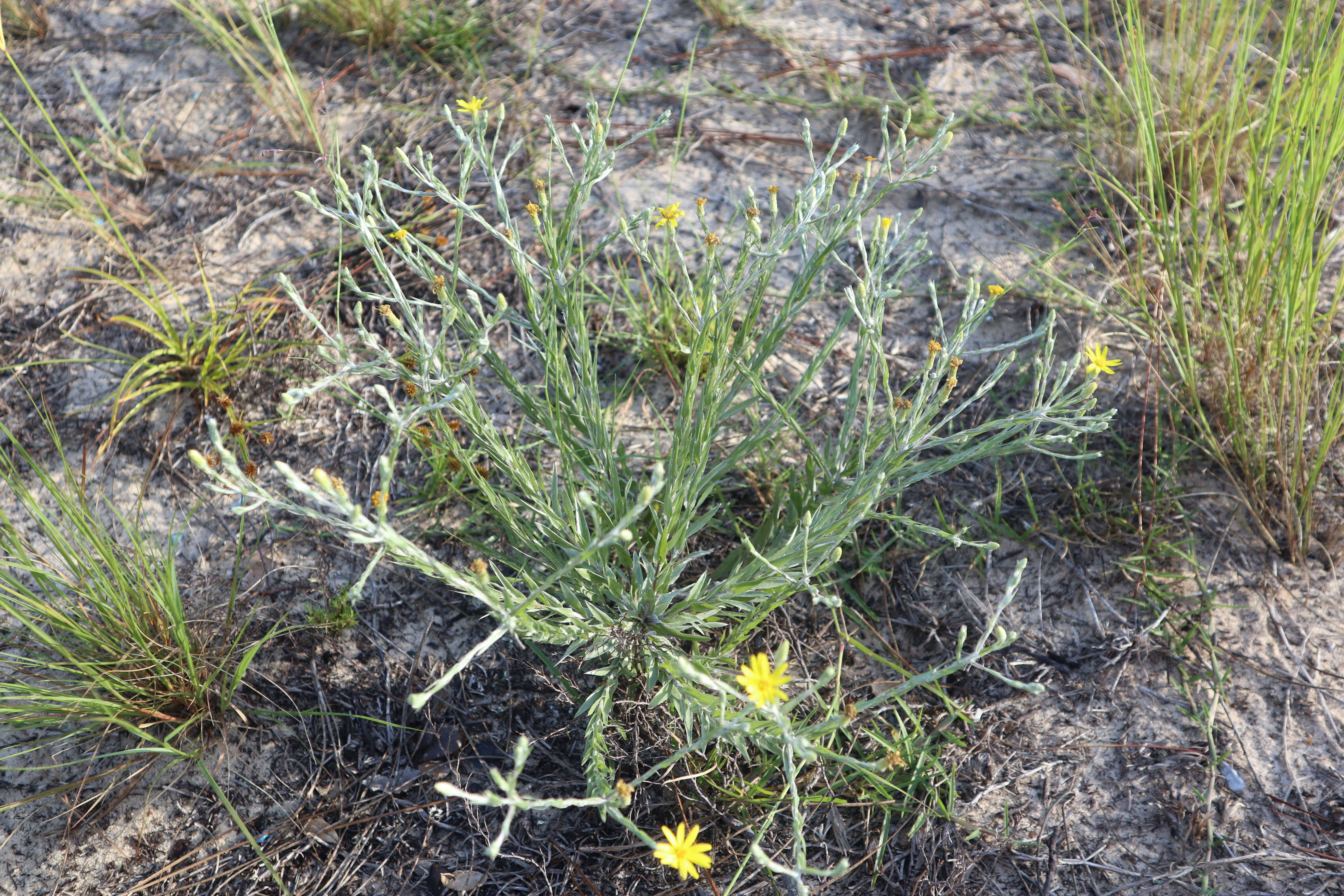 Image de Pityopsis graminifolia (Michx.) Nutt.