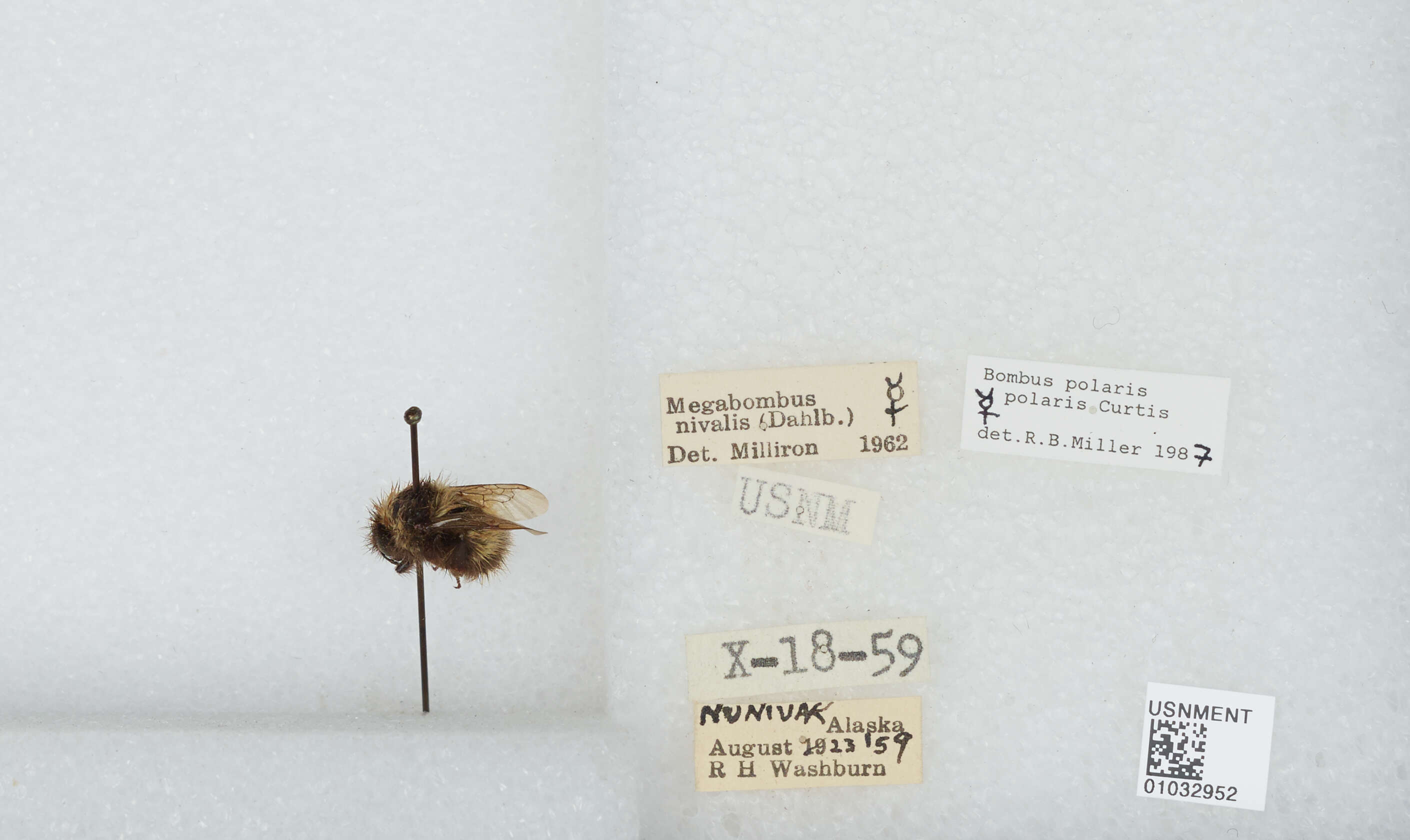 Image of Polar Bumble Bee