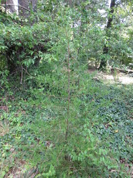 Image of Eastern Juniper